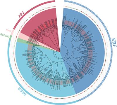 Genome-wide investigation of AP2/ERF gene family in the desert legume Eremosparton songoricum: Identification, classification, evolution, and expression profiling under drought stress